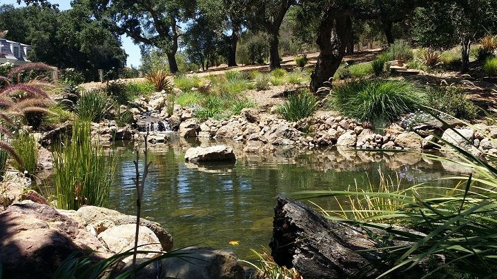 A pond surrounded by rocks and trees with a waterfall in the background.
