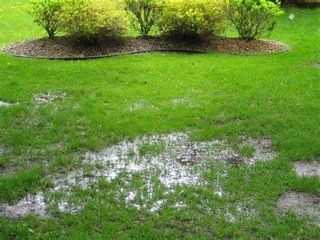 Septic Tank Backing Up with puddles and rain