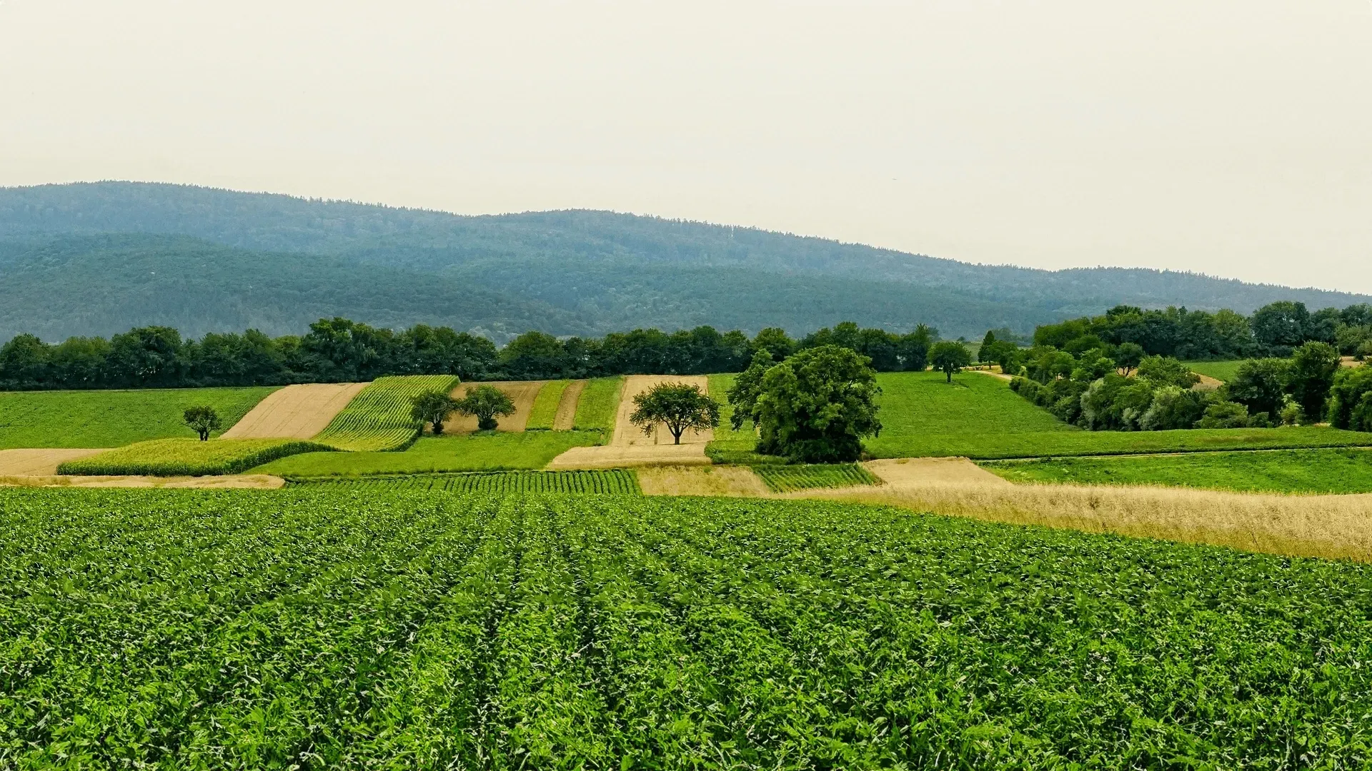 Drainfield Solutions providing expert septic system & drain field services in Richmond County