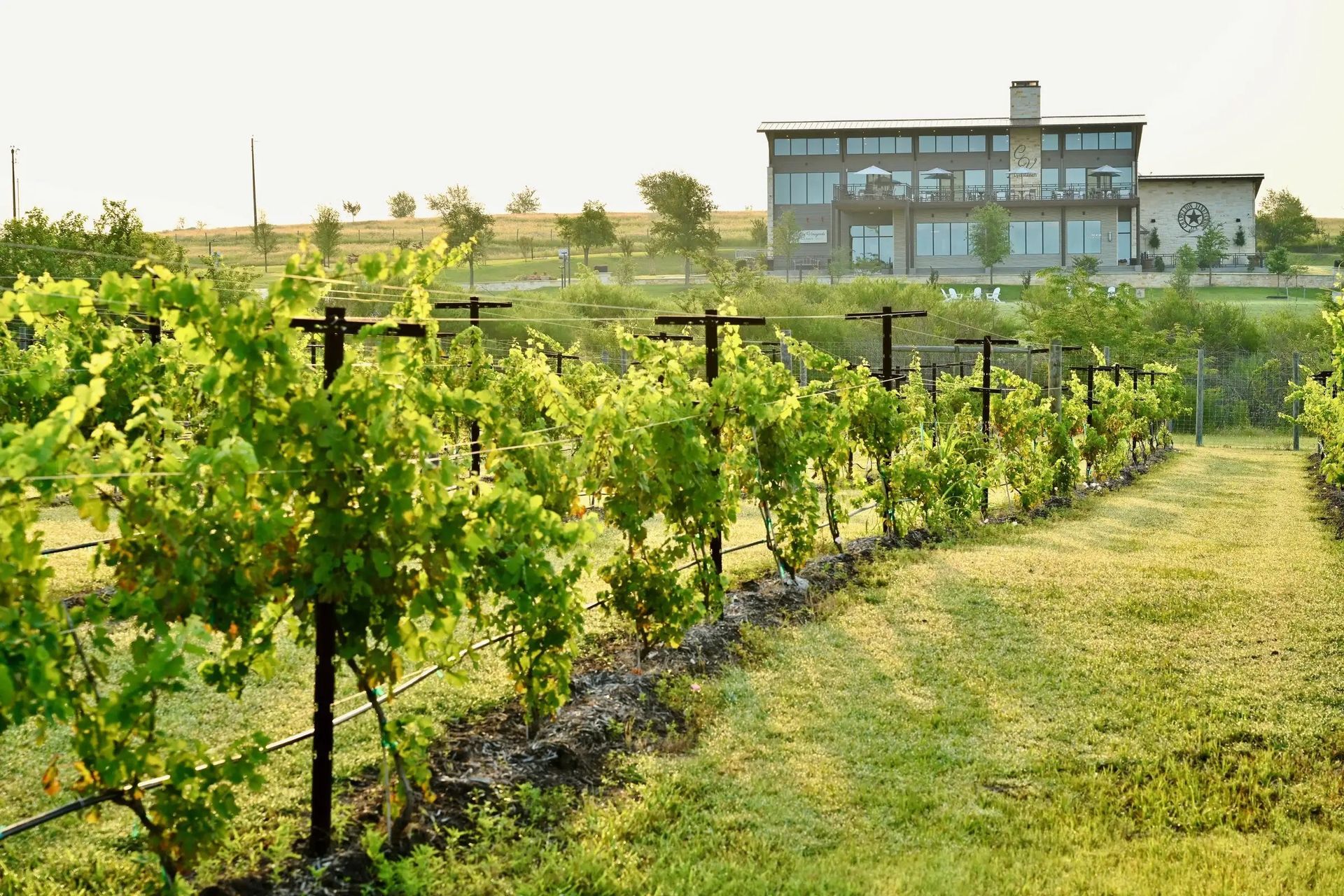 Rows of grapevines grow in a sunlit vineyard, leading toward a modern house in the background.