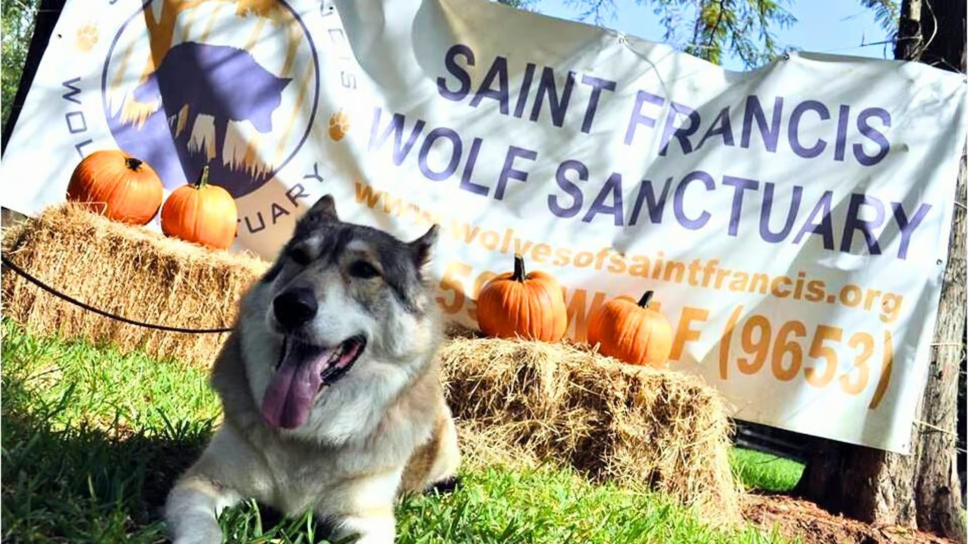 A gray and white wolf-dog with its tongue out rests on grass in front of Saint Francis Wolf Sanctuary signage and pumpkins.