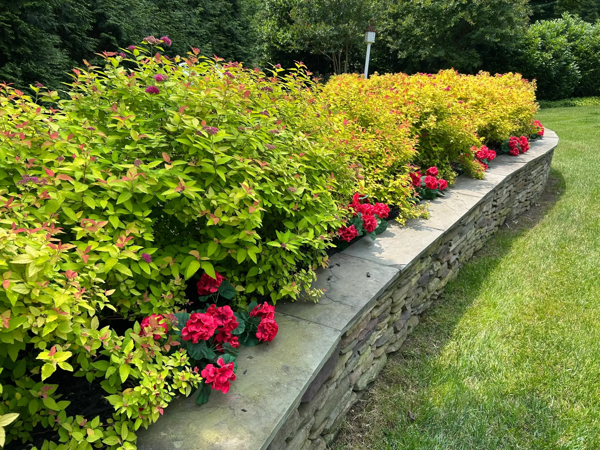 A tree surrounded by flowers in a garden.