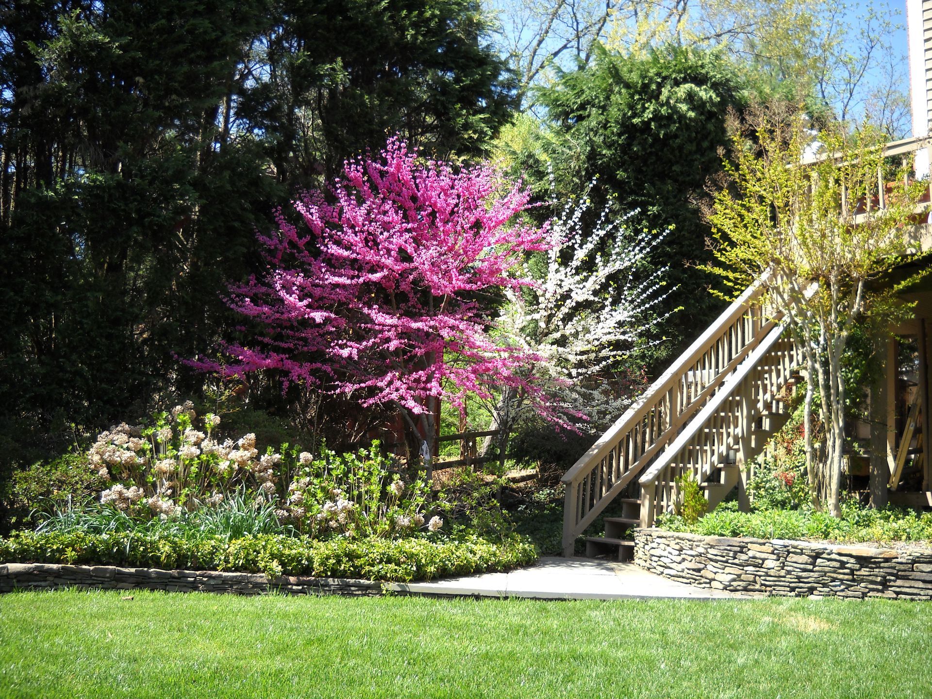 A lush green garden with pink flowers and stairs