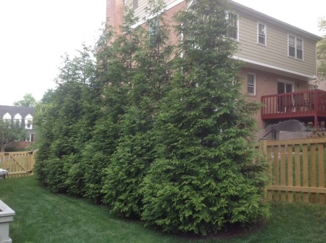 A row of trees in front of a house with a wooden fence.