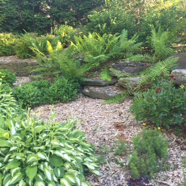 A garden filled with lots of plants and rocks