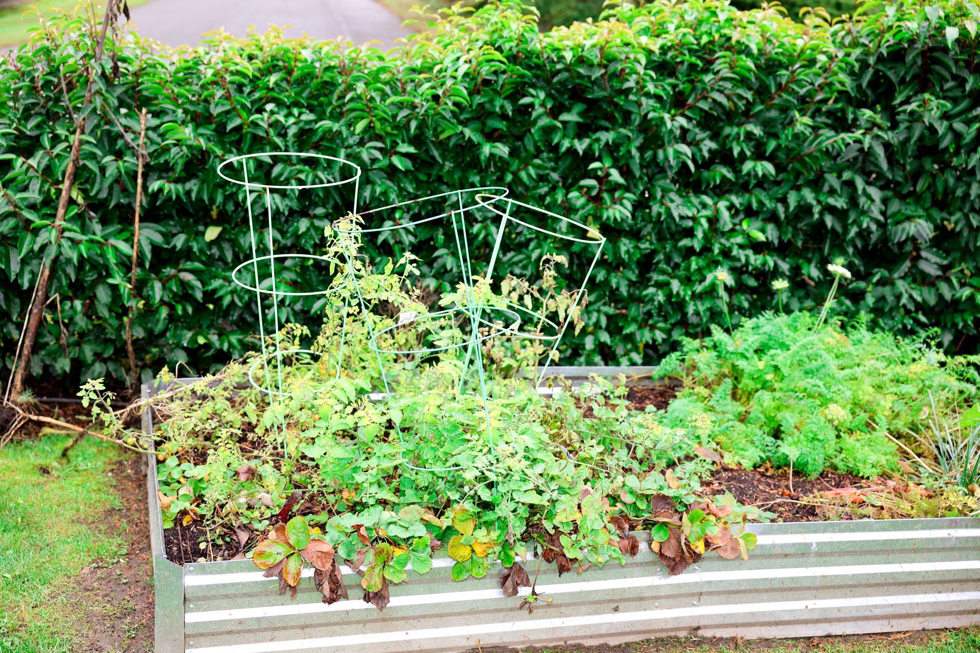 A Grace of Love Adult Family Home A raised garden bed with various green plants and tomato cages against a dense green hedge.