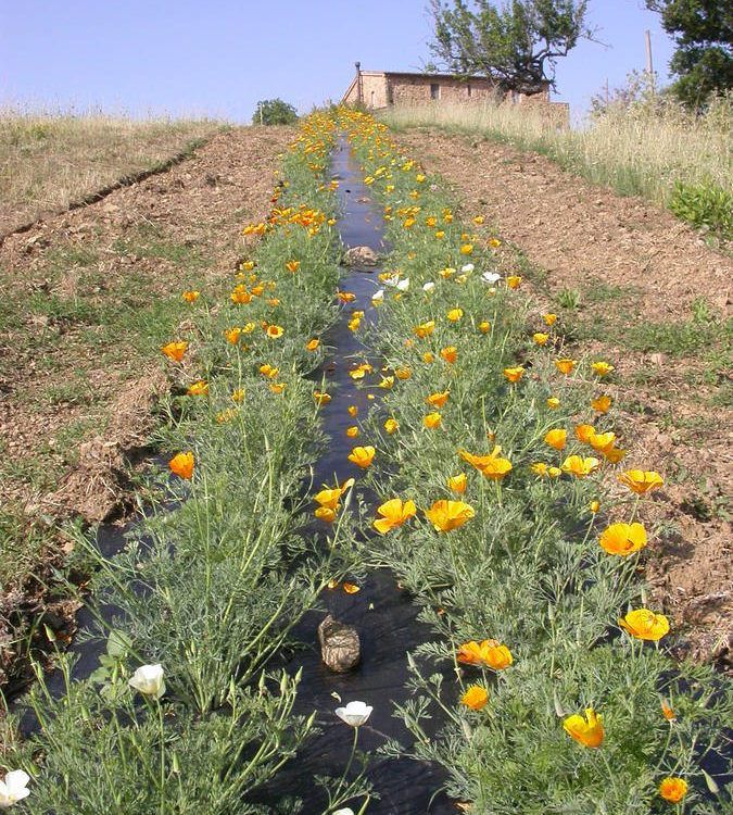 Erborista per un giorno