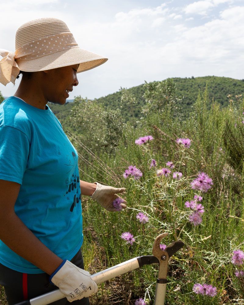 Corso Erbe spontanee alle Germandine di Suvereto