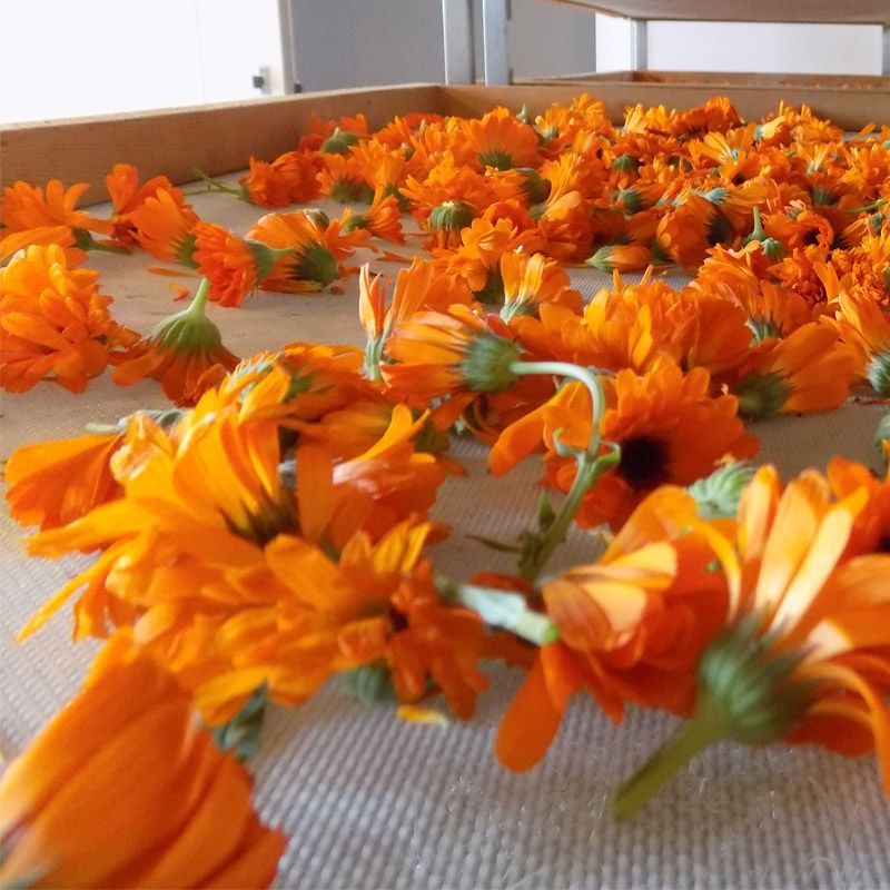 Corso Piante Officinali alle Germandine di Suvereto