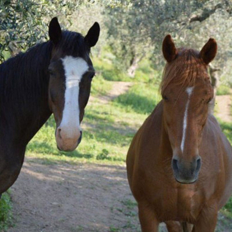 Passeggiate a cavallo