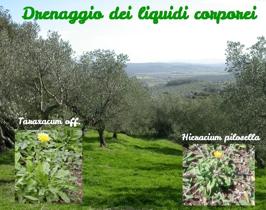 Drainage - diurétiques