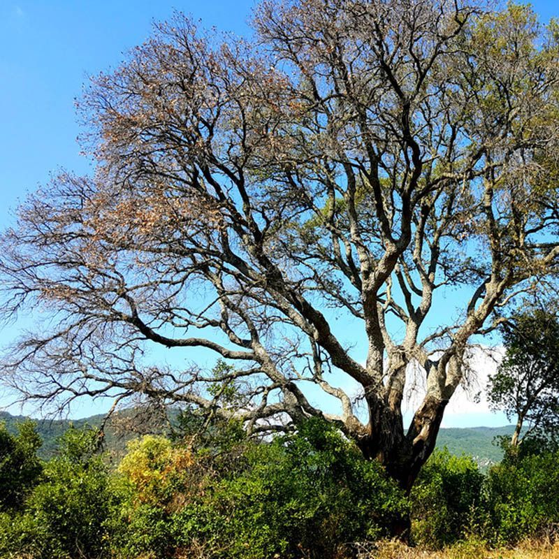 Escursioni a Suvereto partendo dalle Germandine