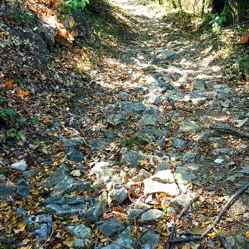 Escursioni a Suvereto partendo dalle Germandine