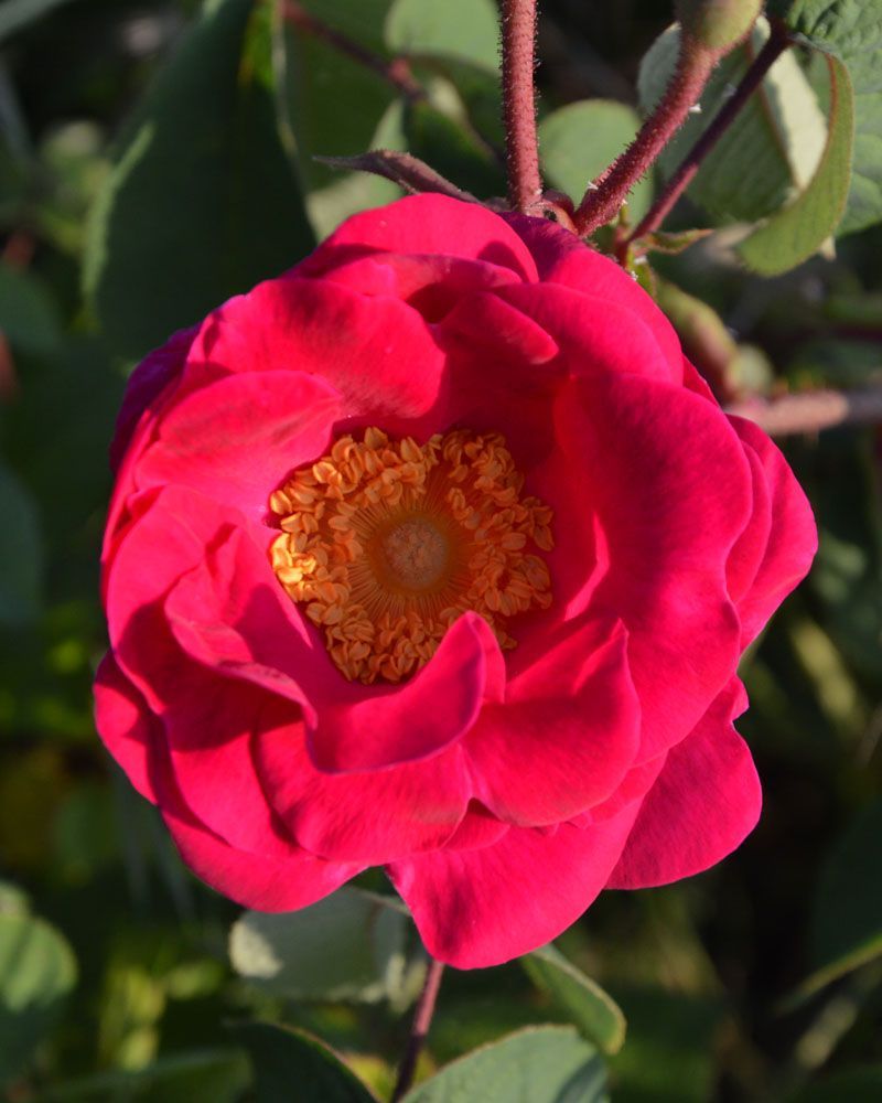 Giornata delle rose alle Germandine di Suvereto