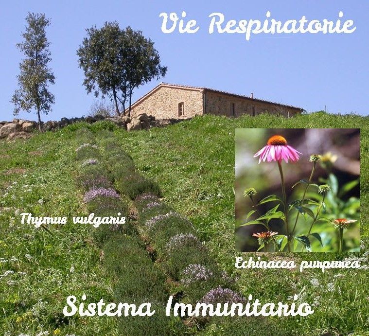 Voies respiratoires - Système immunitaire