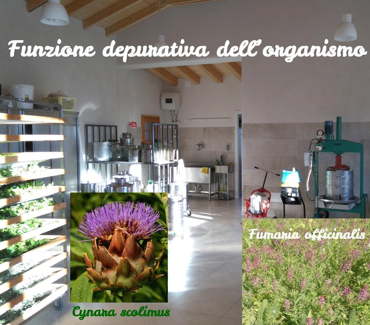 Détoxifiants - Protecteurs du foie - Cholestérol