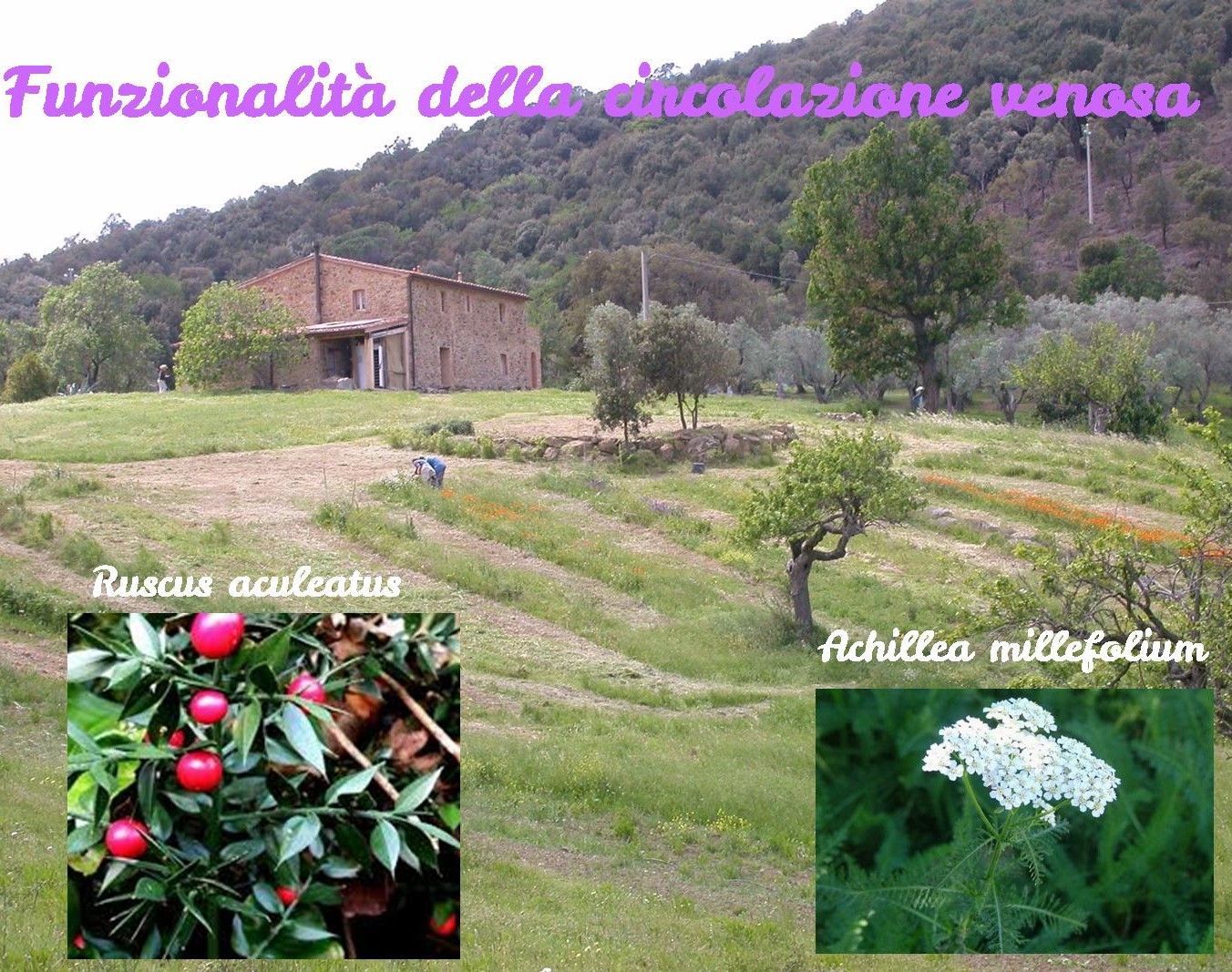 Circulation veineuse