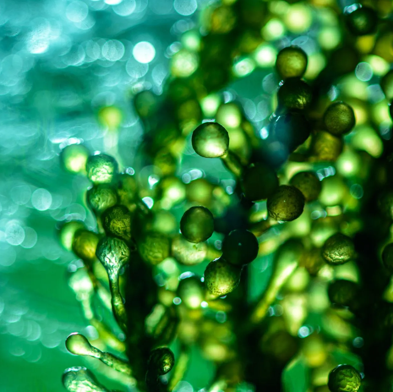 a close up of a green seaweed plant growing in the water .