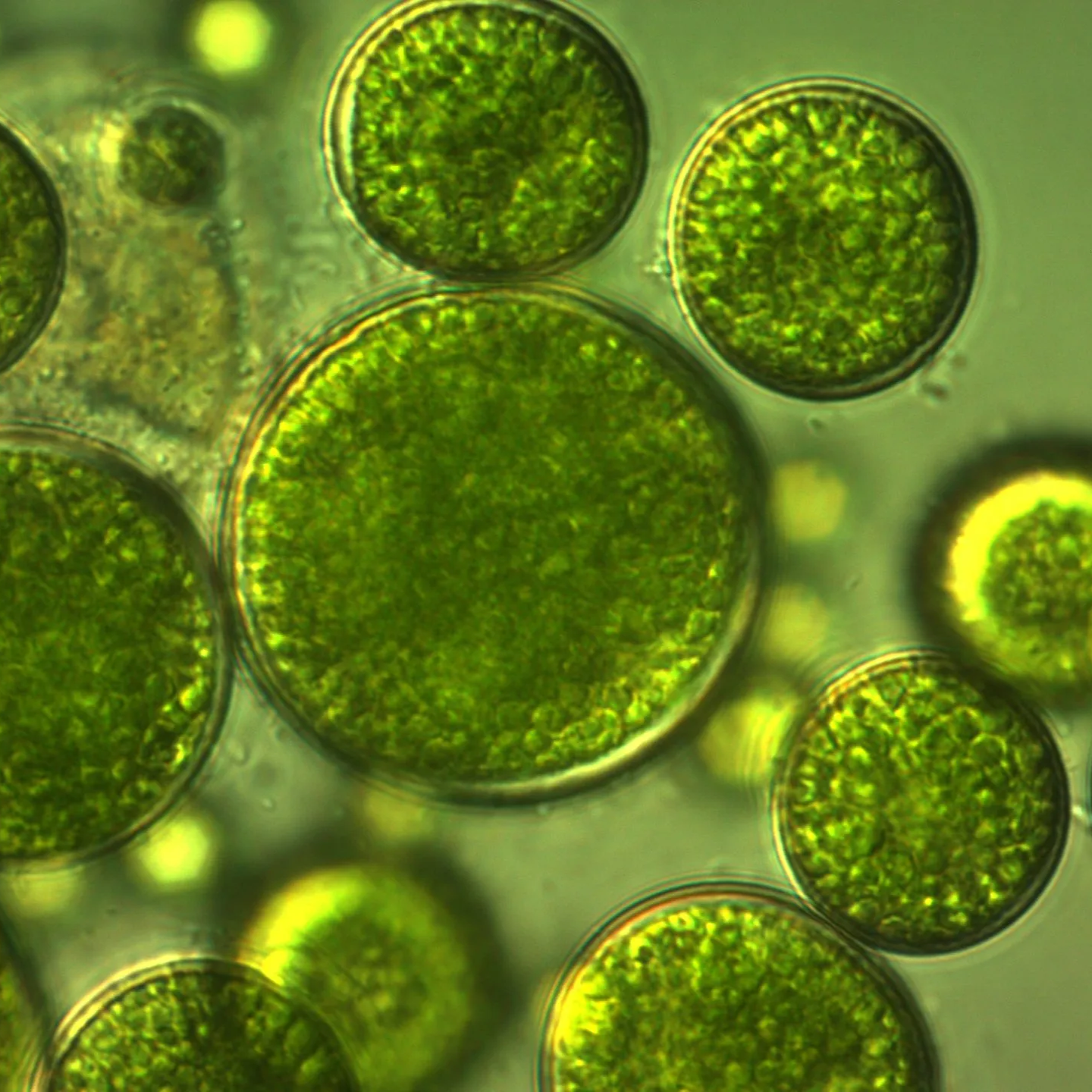 a close up of green algae under a microscope .