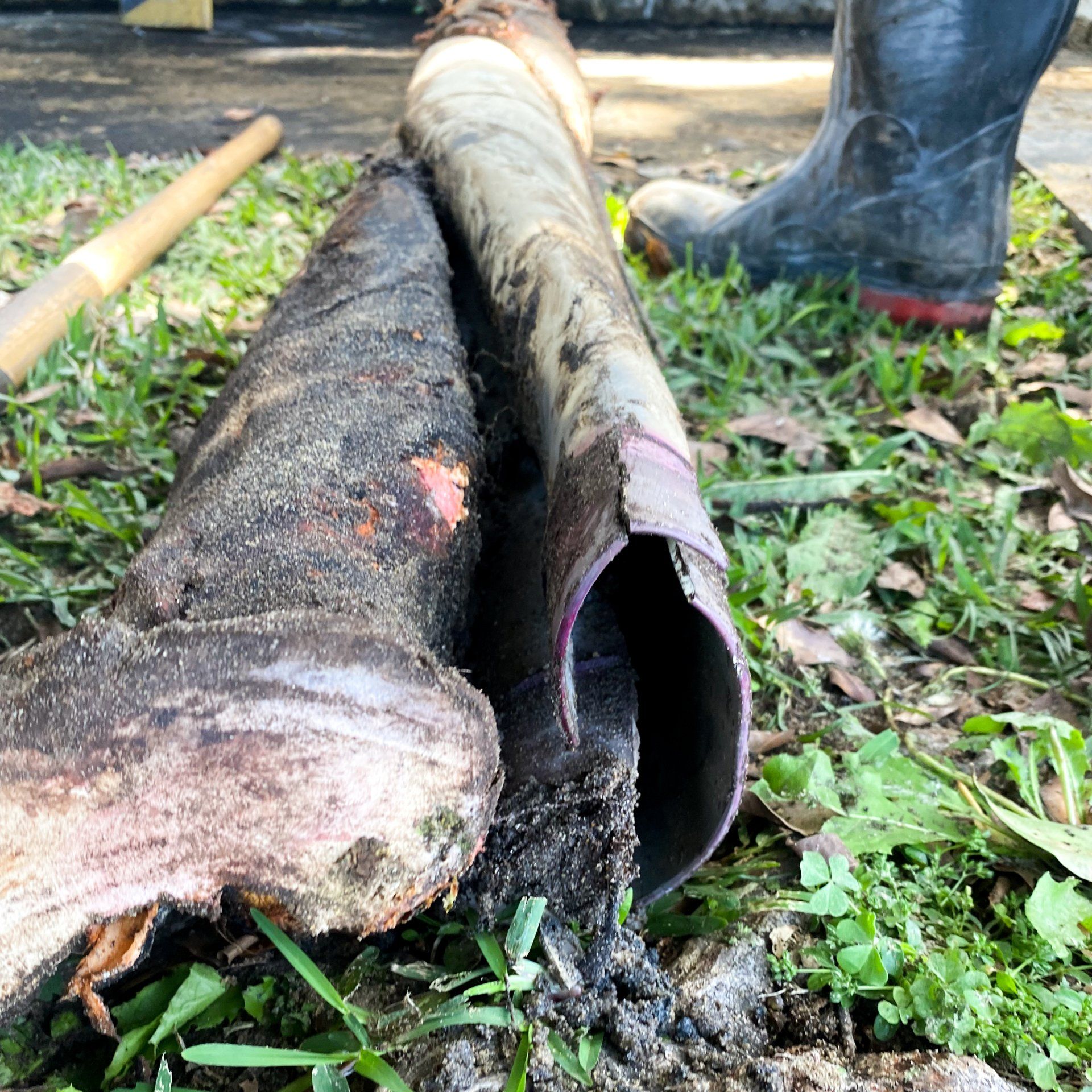 tree root collapsed pipes