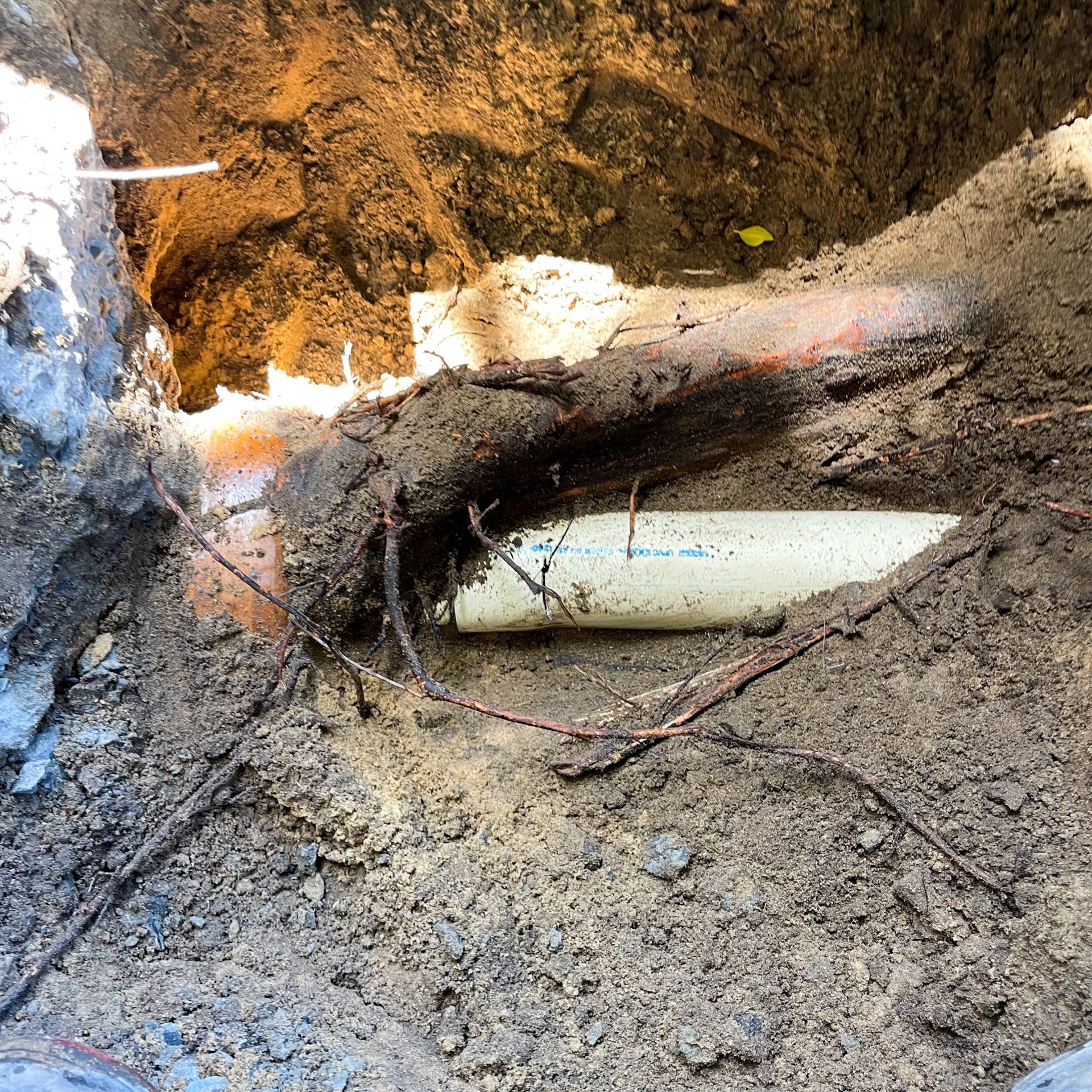 network plumbing | sewer pipe and tree root