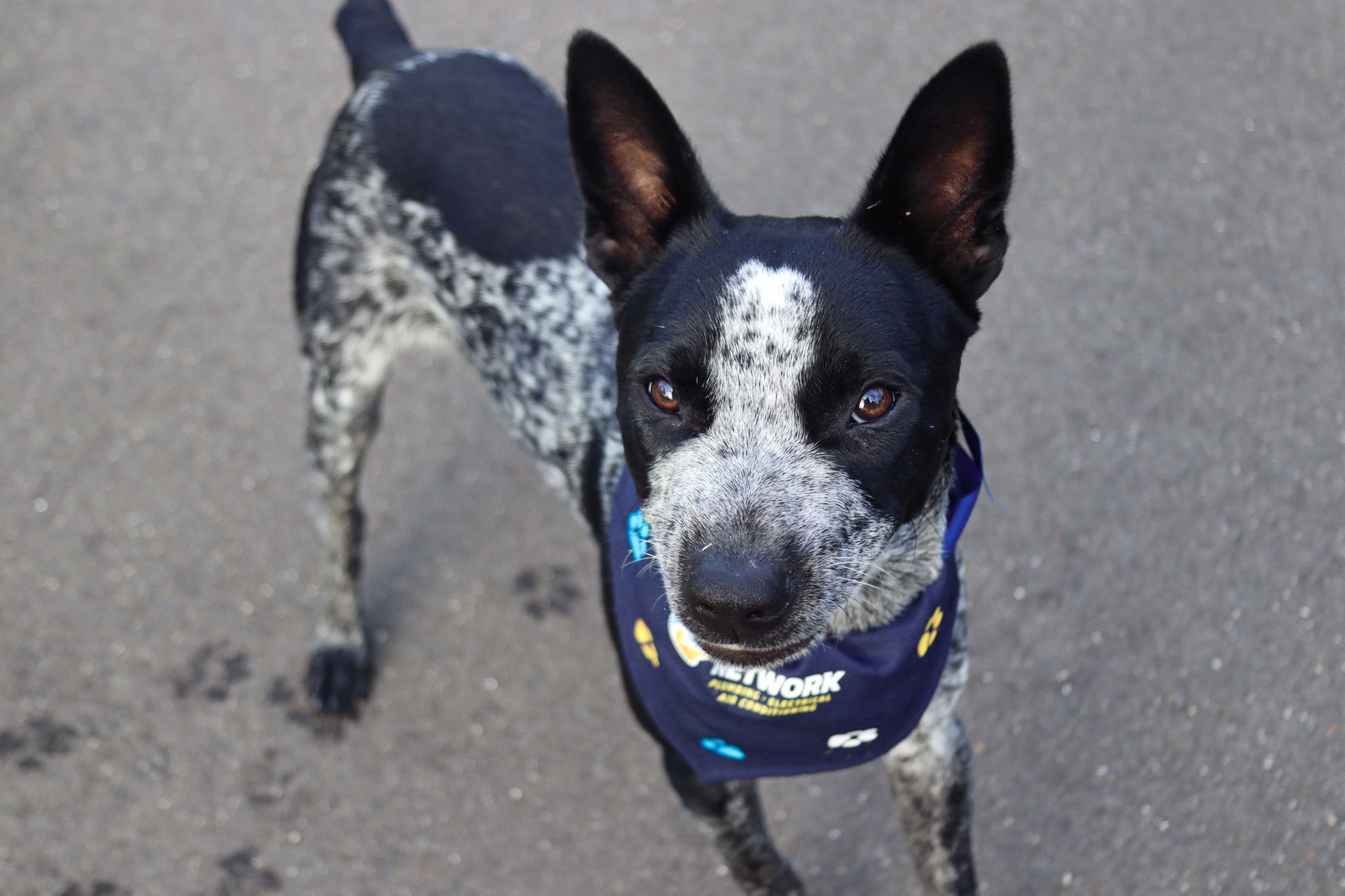 From Runt to Rockstar