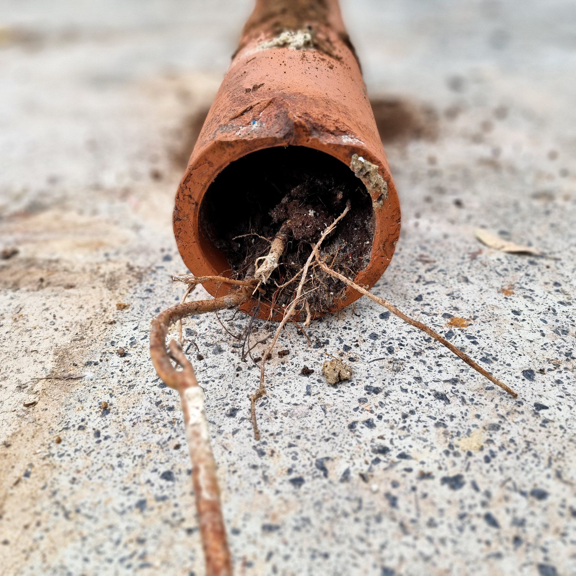 Sydney blocked drain