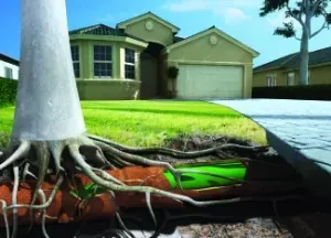 Tree roots shown in the ground of the garden of a home