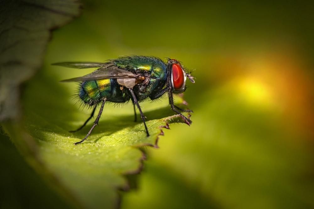 Blow Fly