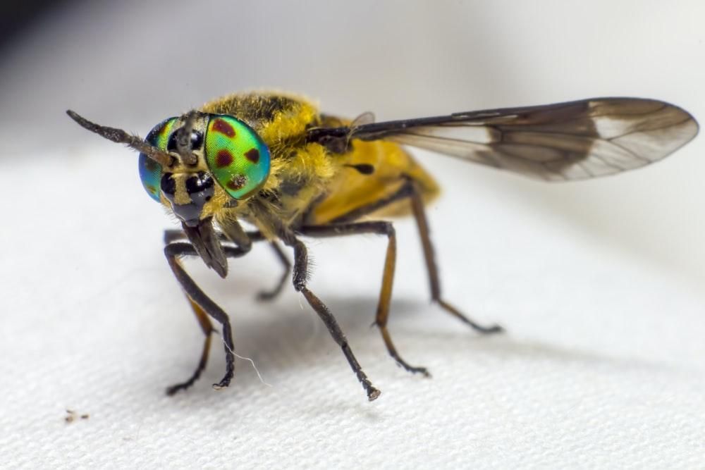 Horse Fly