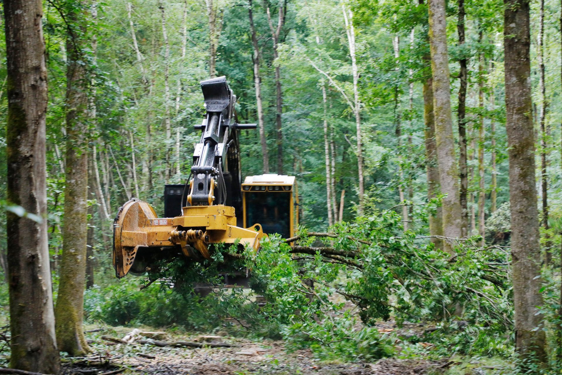 Yellow logging machine cutting trees in a forest.