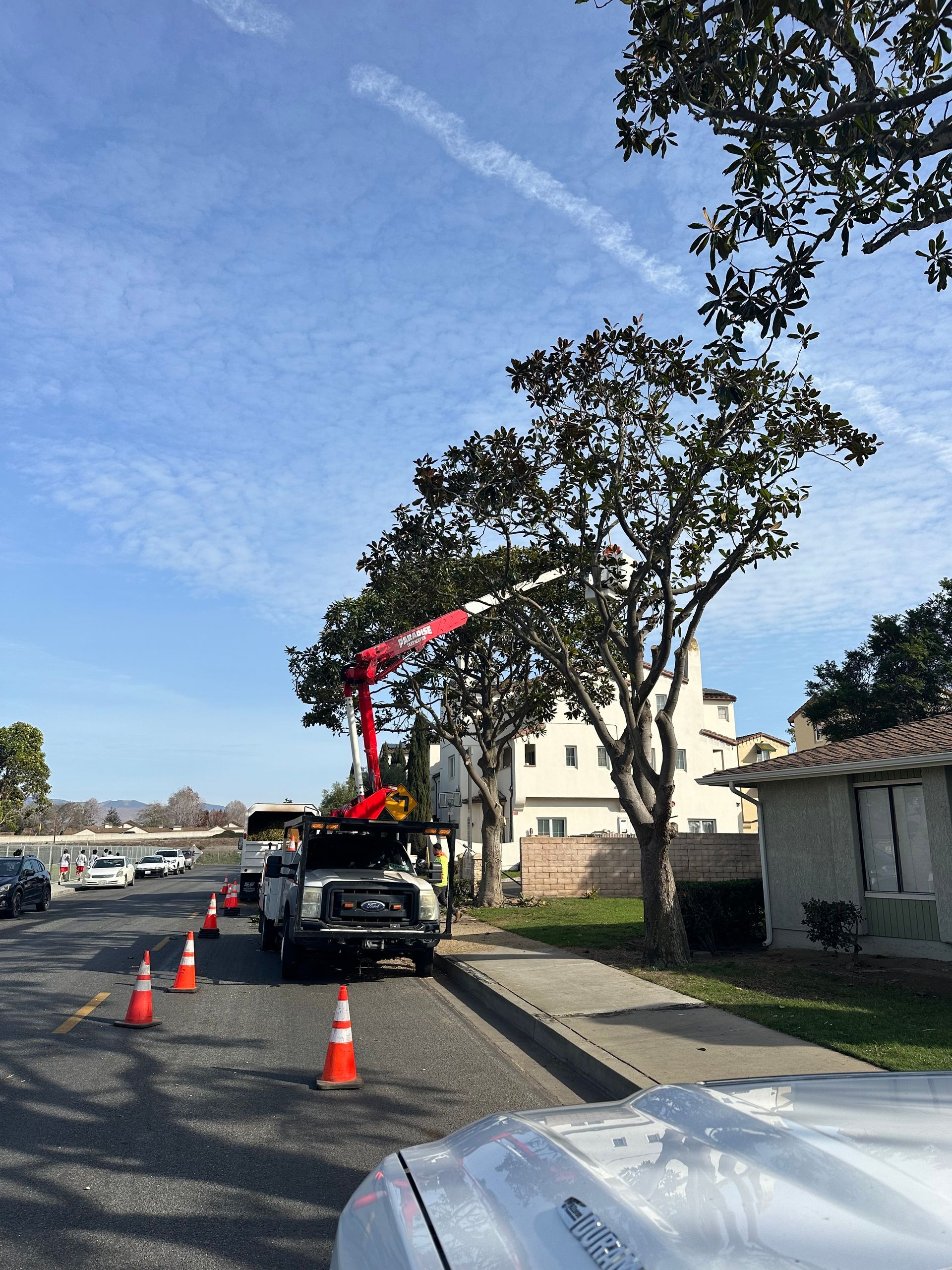 A tree trimming truck with an extended boom cuts branches near a sidewalk and street; blue sky in background.