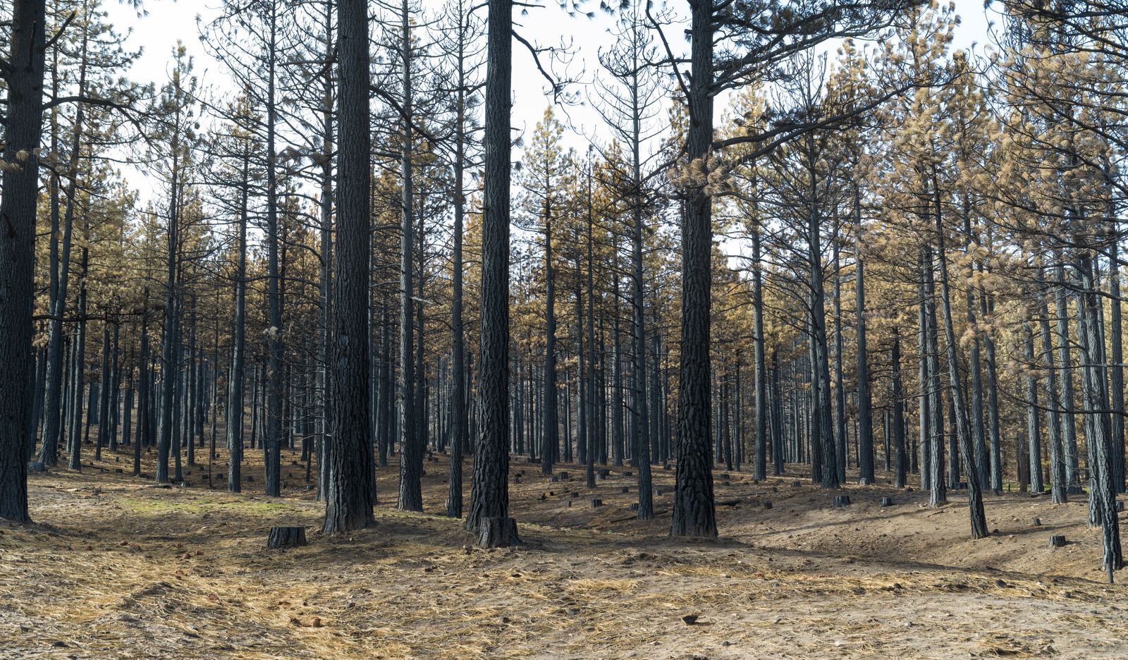 Forest of charred trees after a fire, with brown undergrowth.