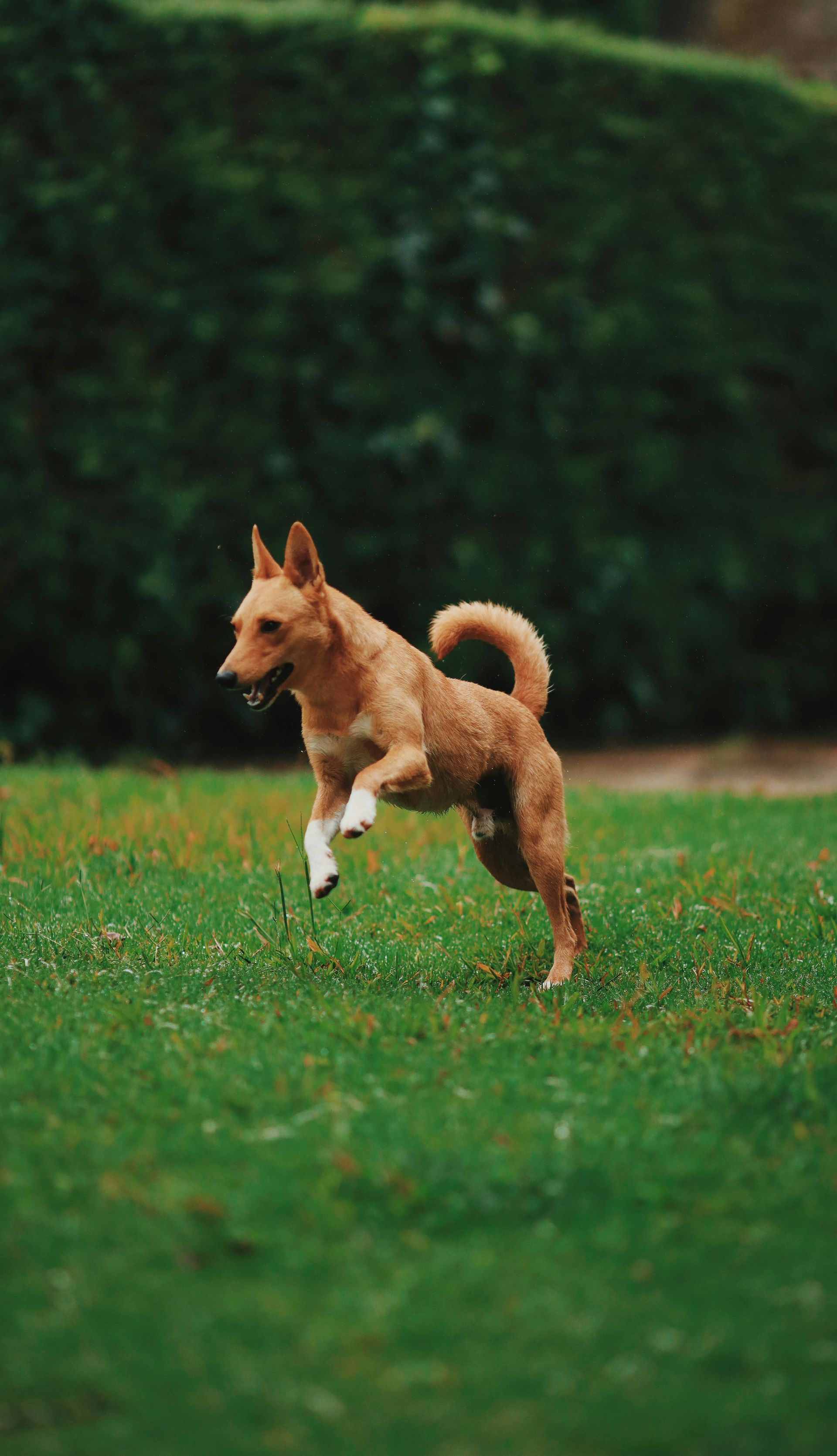 A brown dog is running through a grassy field.