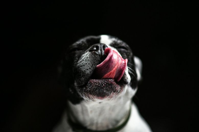 A black and white dog is licking its nose with its tongue.