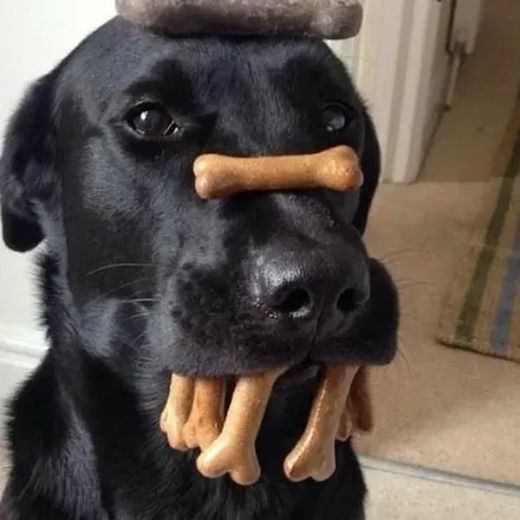 A black dog with bones in its mouth and a stuffed animal on its head.