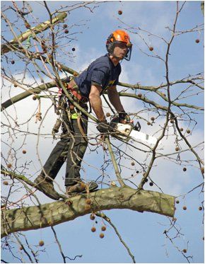 Stump grinding - Claverdon, Warwick - T. Mousley & Sons Tree Care - Tree service Tree service