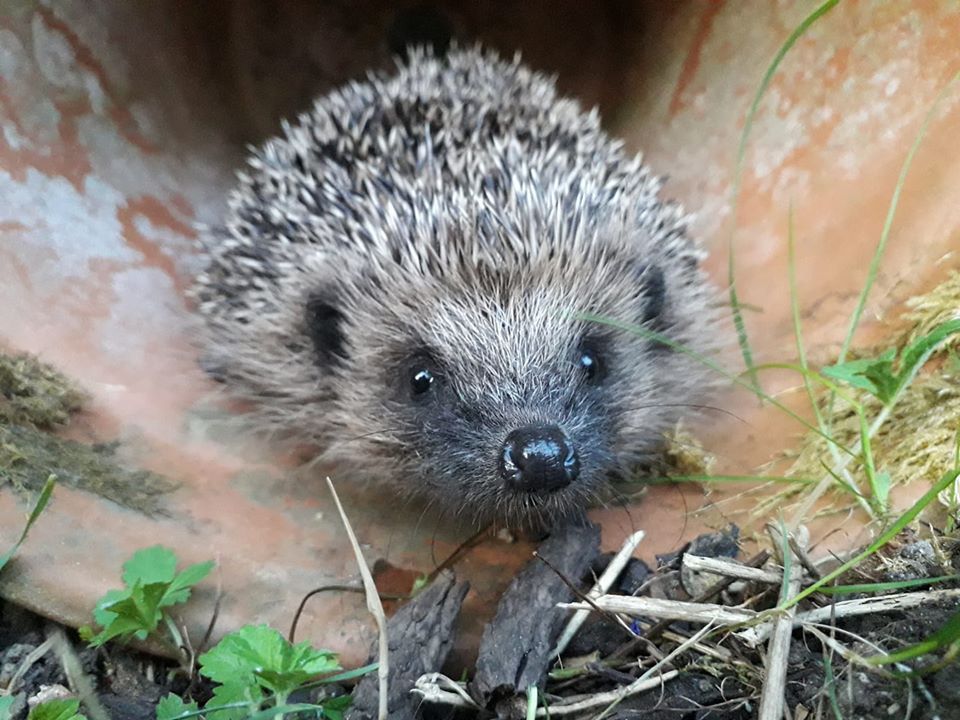 How to create a hedgehog feeding station