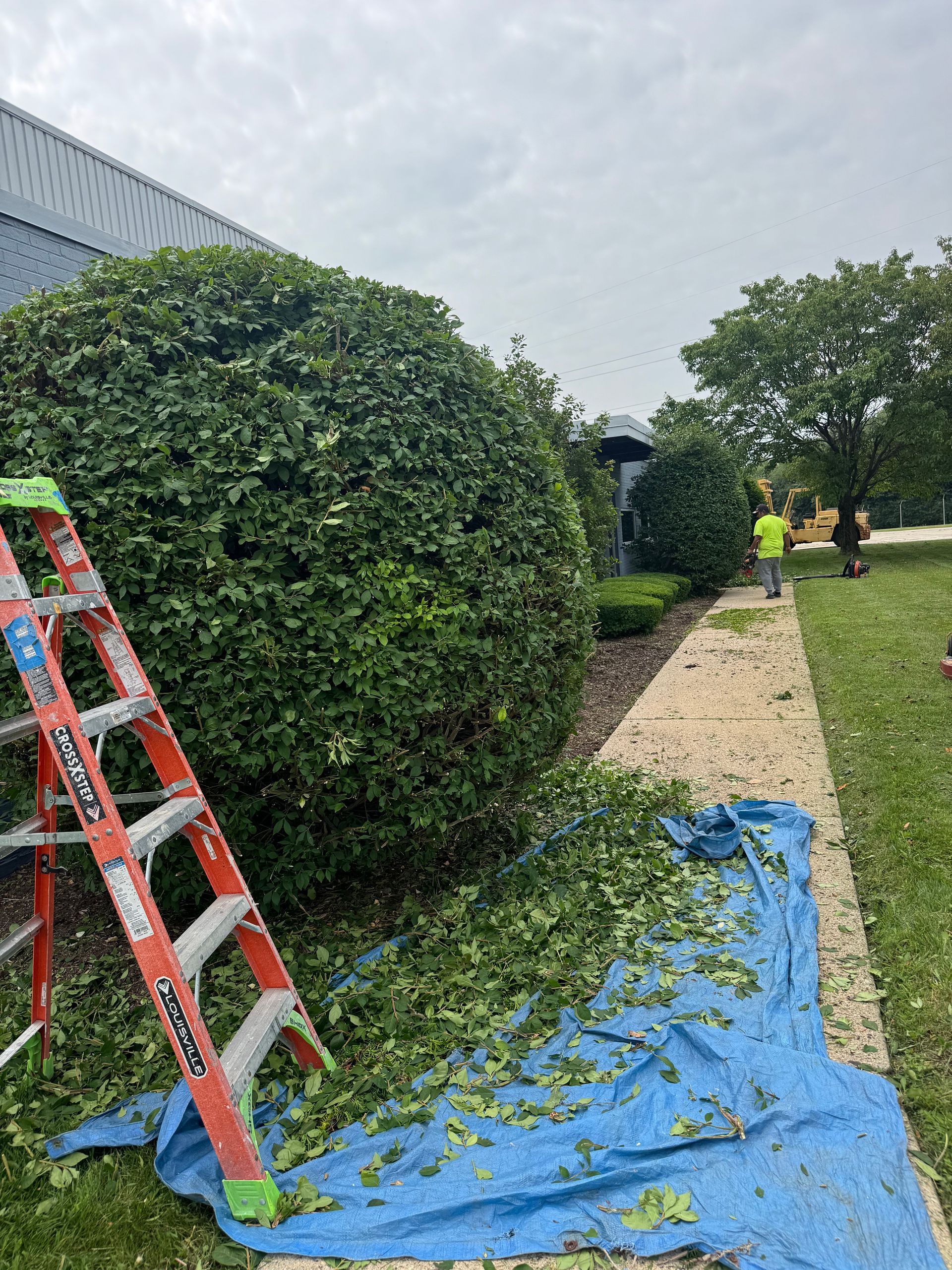 A large green bush being trimmed; ladder and tarp with clippings visible. Person in yellow shirt in the background.