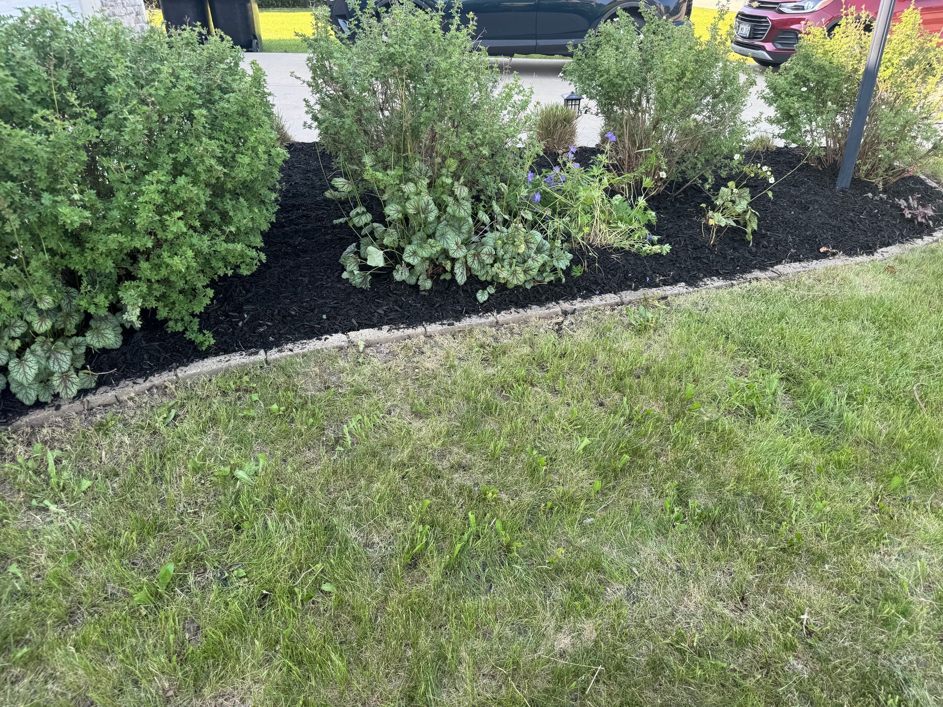Flowerbed with black mulch, green shrubs, and a grassy lawn.