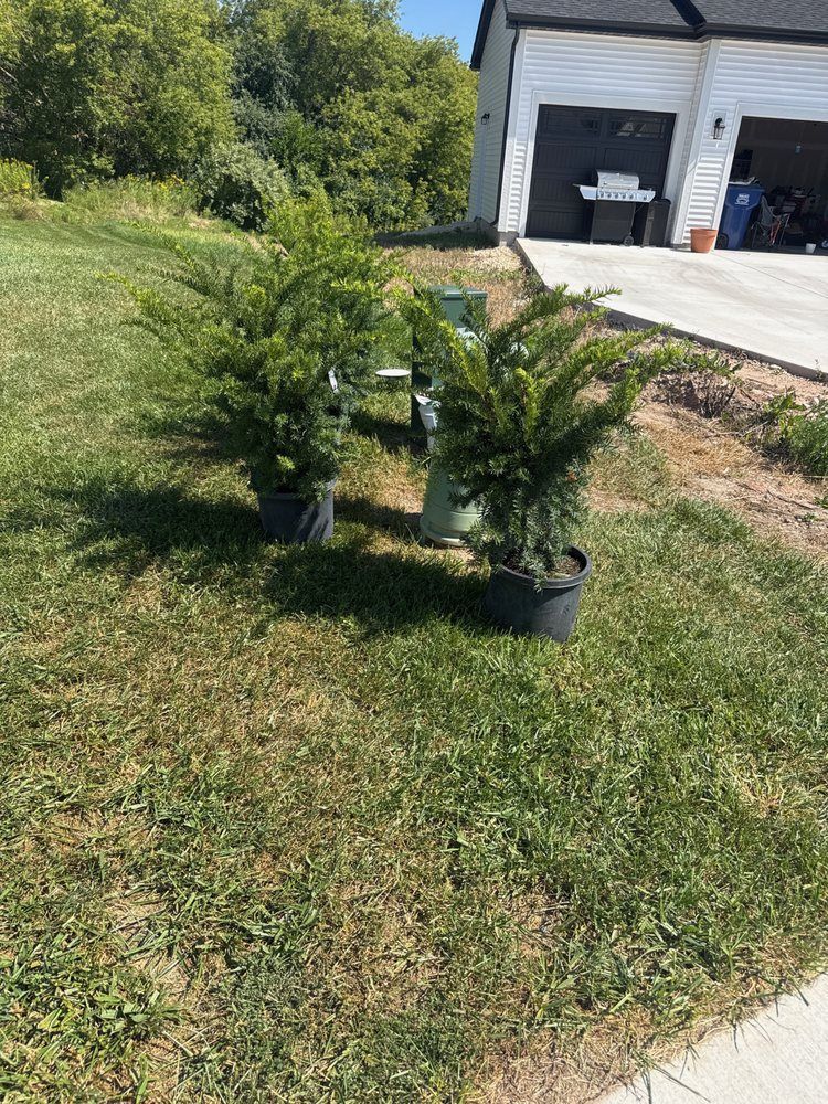 Two potted evergreen trees on a grassy lawn in front of a house with a garage.