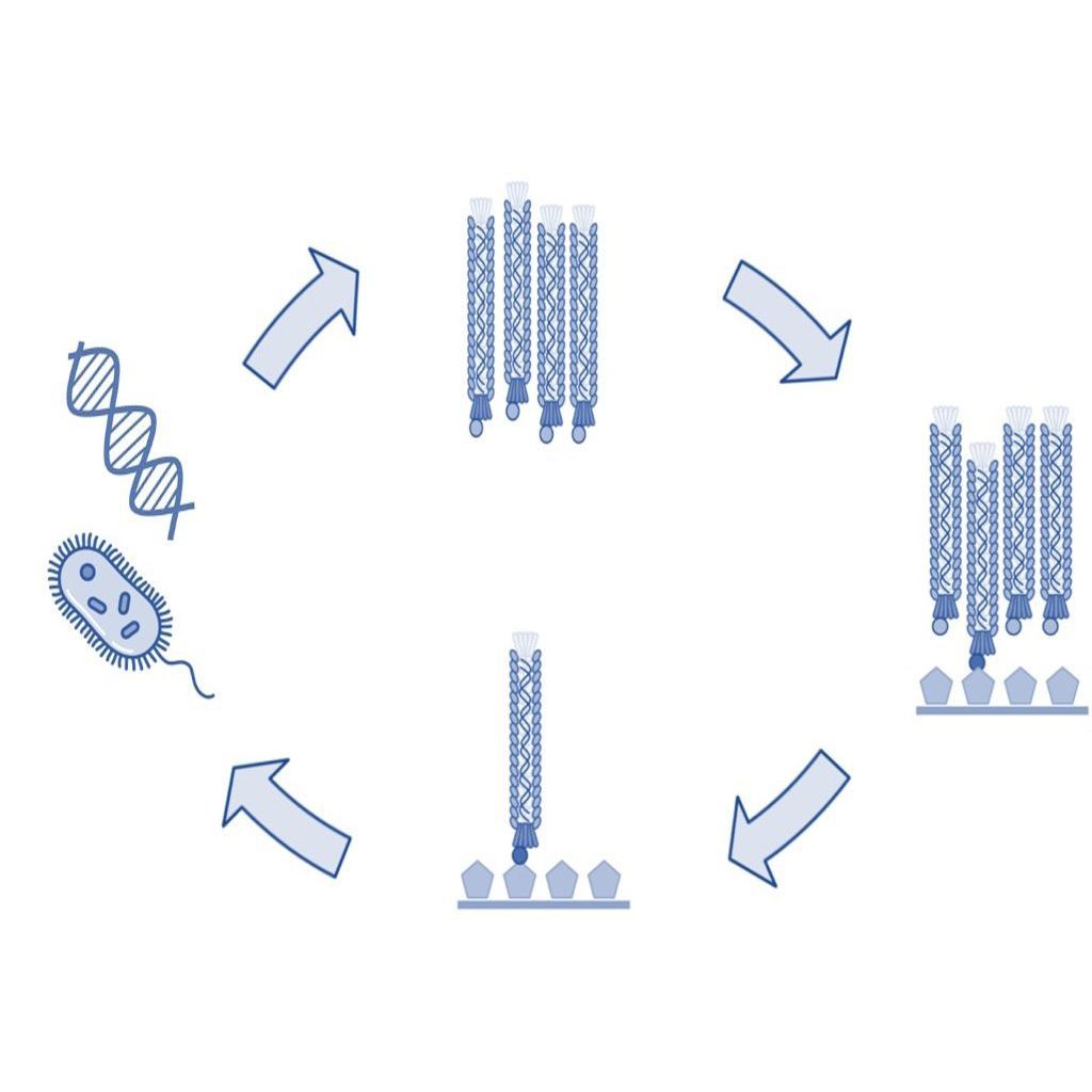 Biopanning of Phage Display Libraries