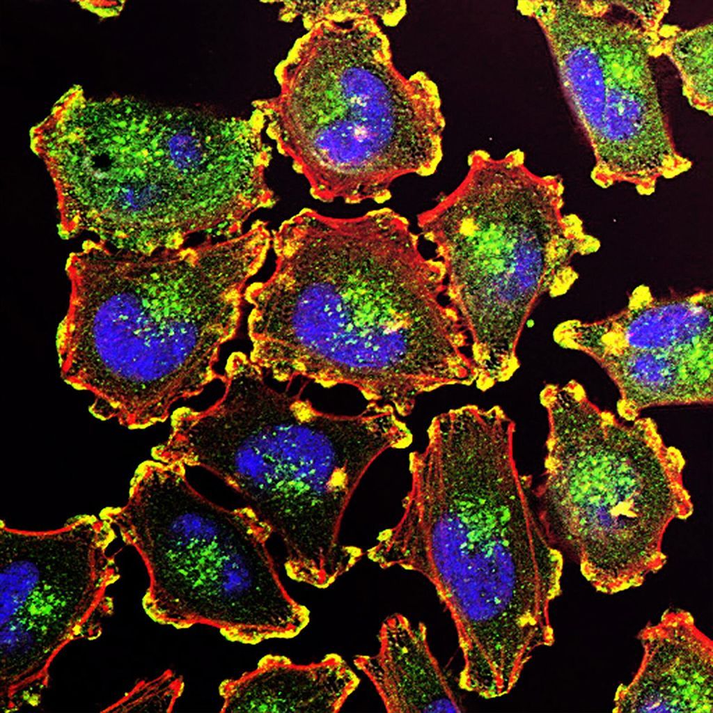 Cell Origins - Pioneers in Phage Display Technology