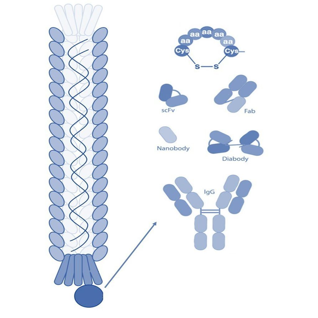 Phage Display Libraries