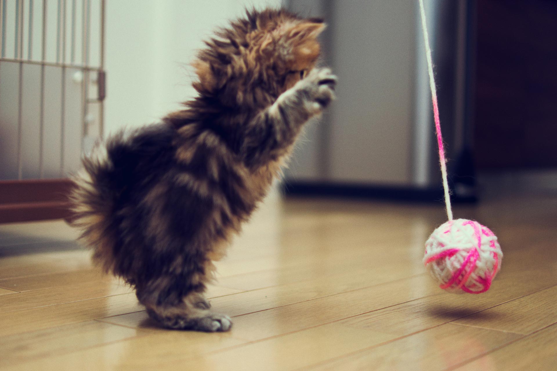 A kitten is playing with a pink ball on a string.