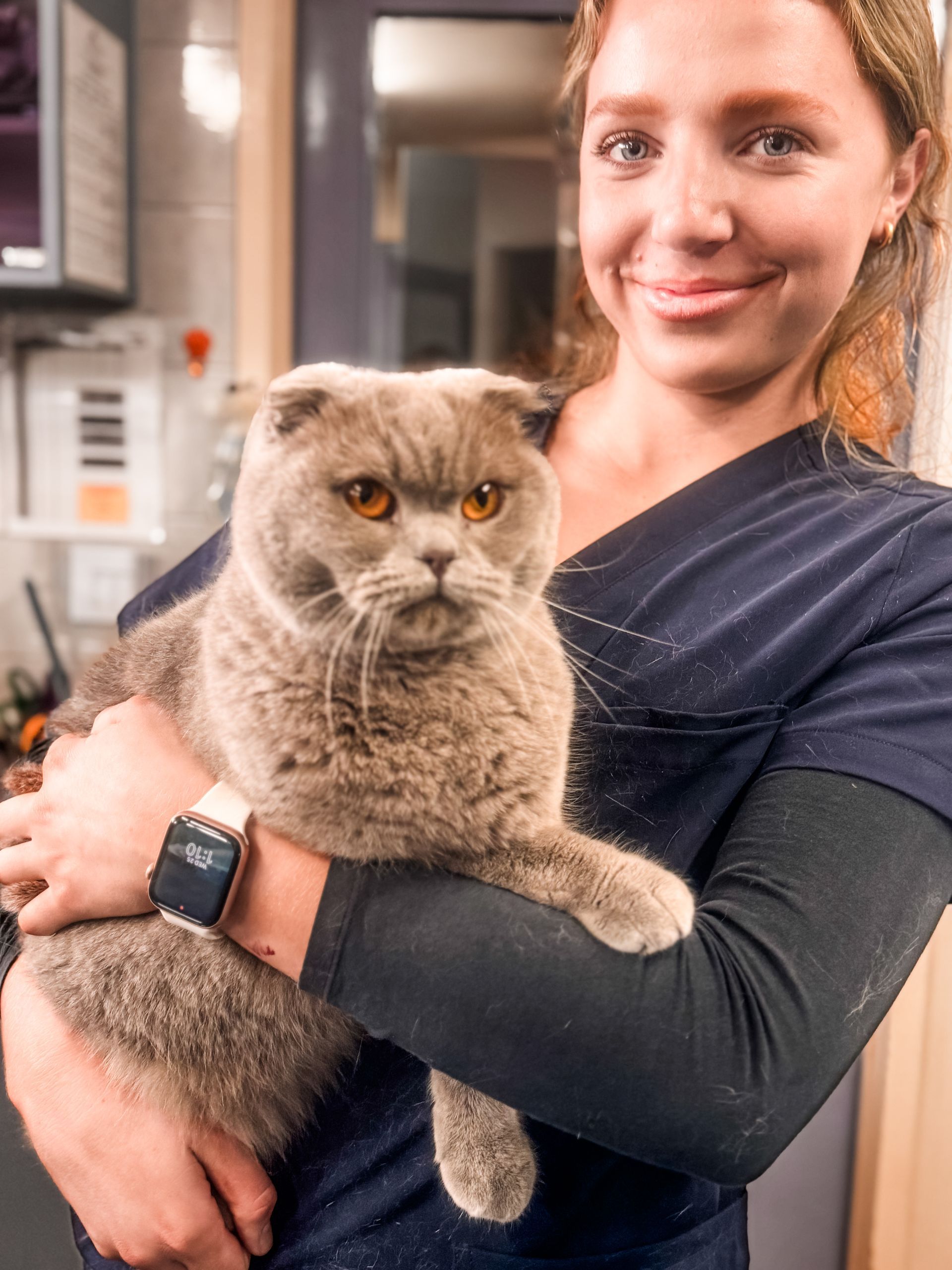 A woman is holding a scottish fold cat in her arms.