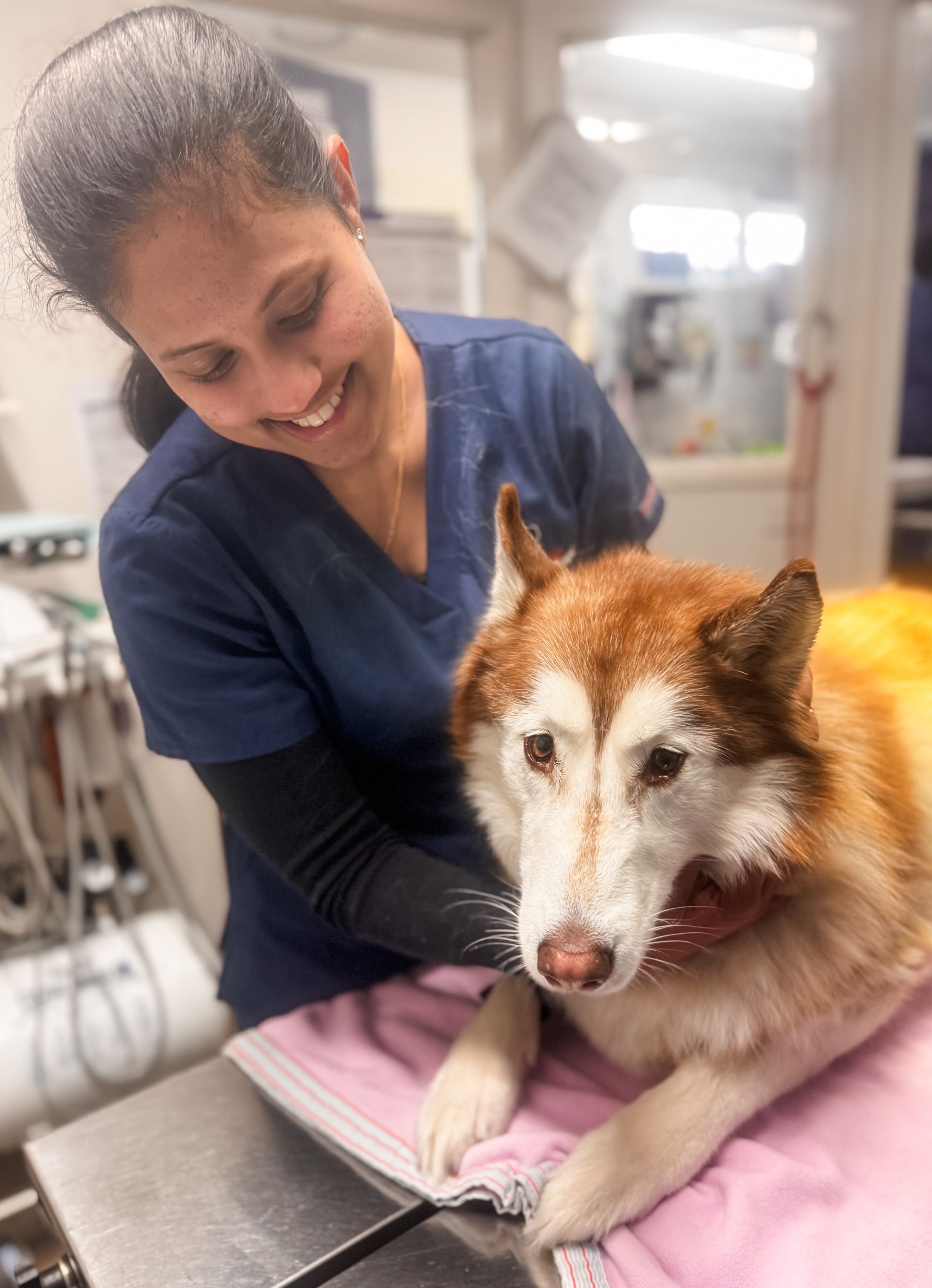 A female veterinarian is examining a husky dog on a table.
