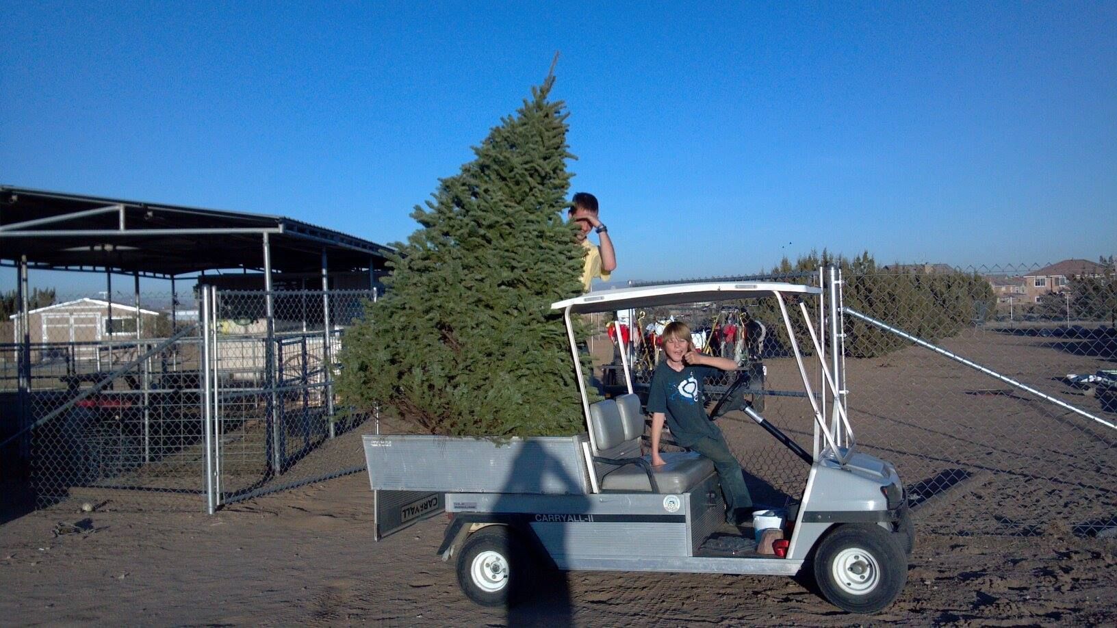 A man is driving a golf cart with a christmas tree in the back.