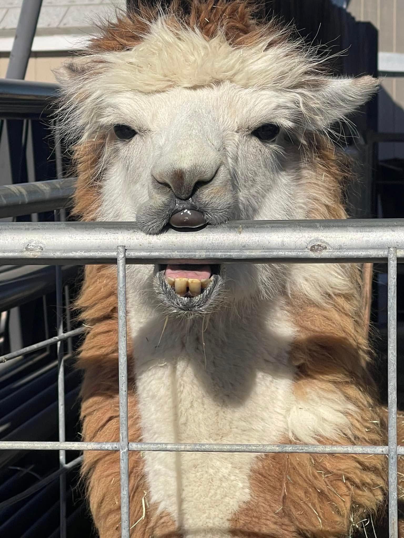 A brown and white alpaca is sticking its tongue out behind a fence.