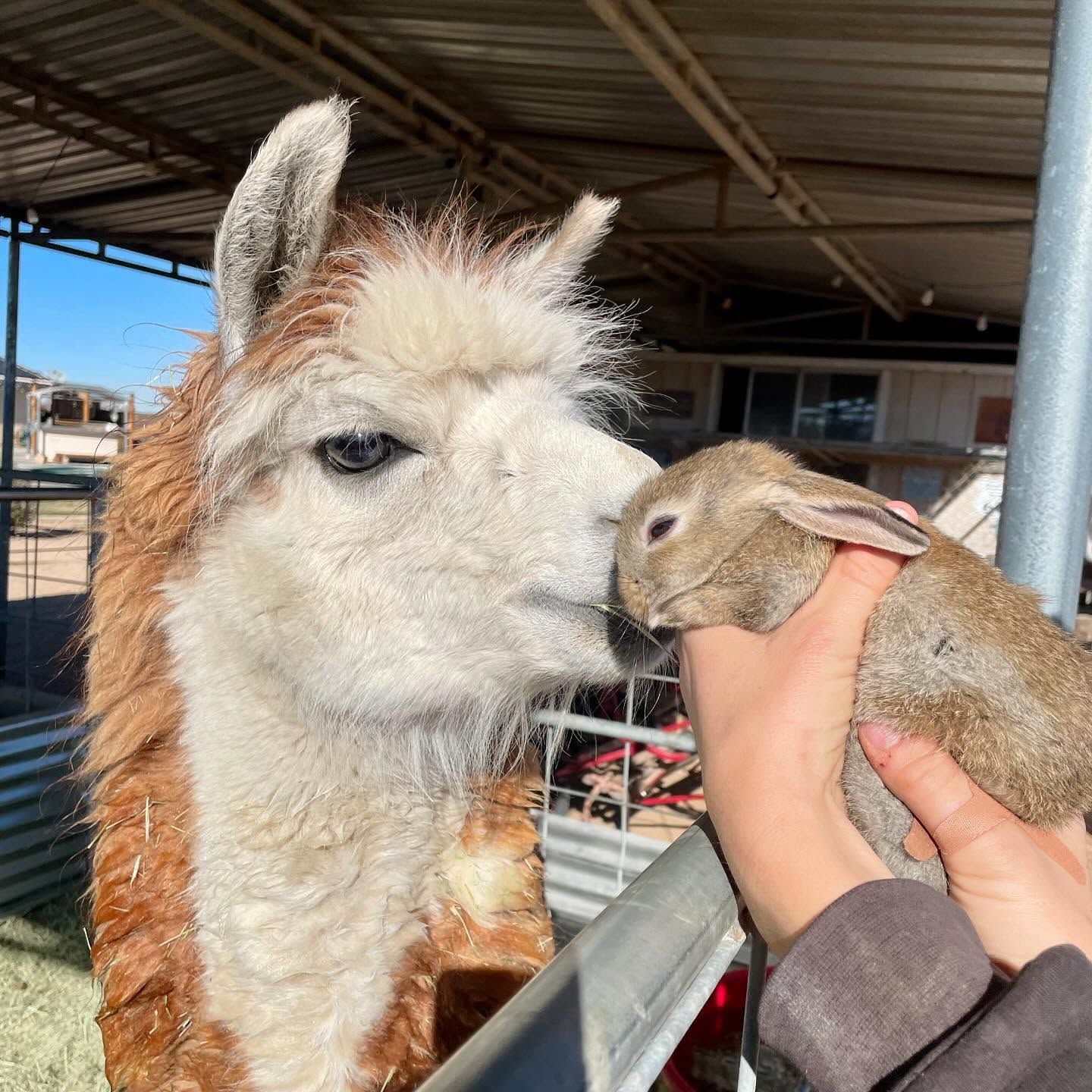 A person is holding a rabbit in front of a llama